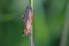 Ilione albiseta